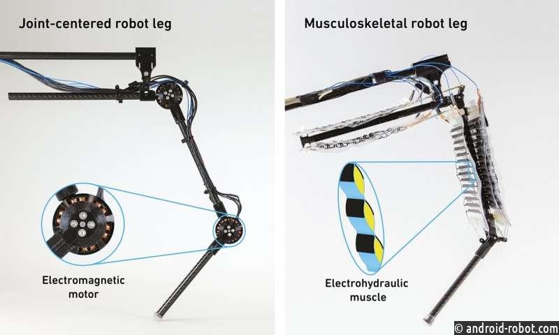 Разработана нога робота, работающая на искусственных мышцах